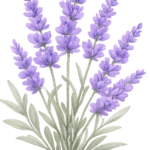 lavendar transparent